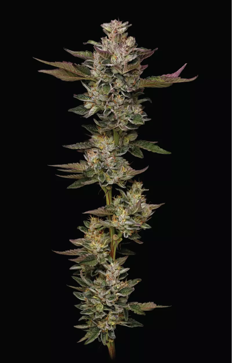 Donutz, Фасовка: 3, изображение 2